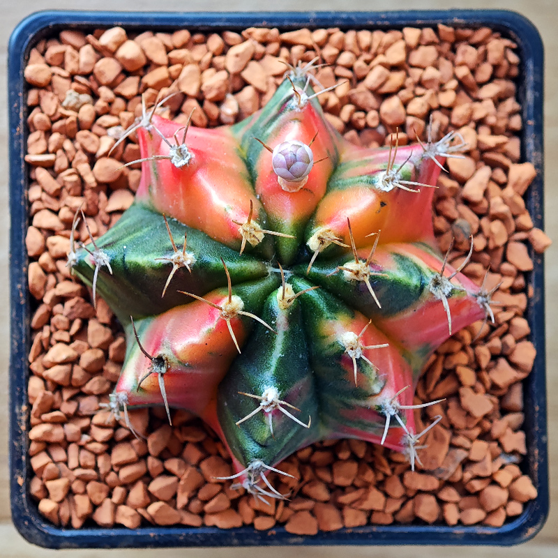 0252 - Gymnocalycium mihanovichii f. variegata