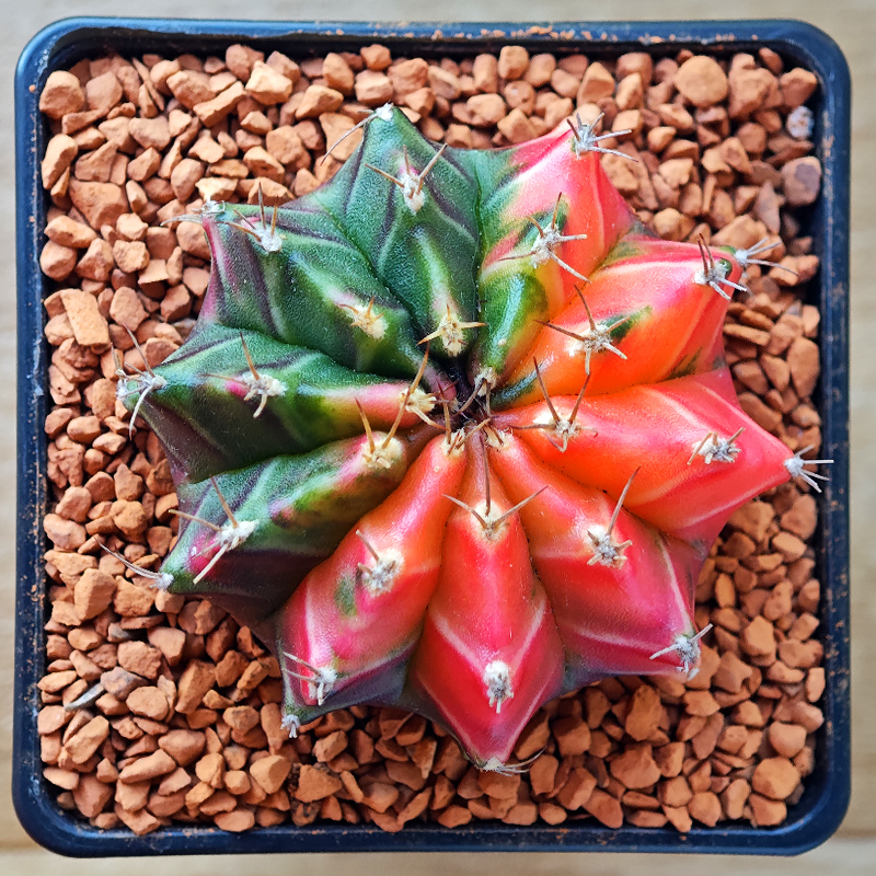 0253 - Gymnocalycium mihanovichii f. variegata
