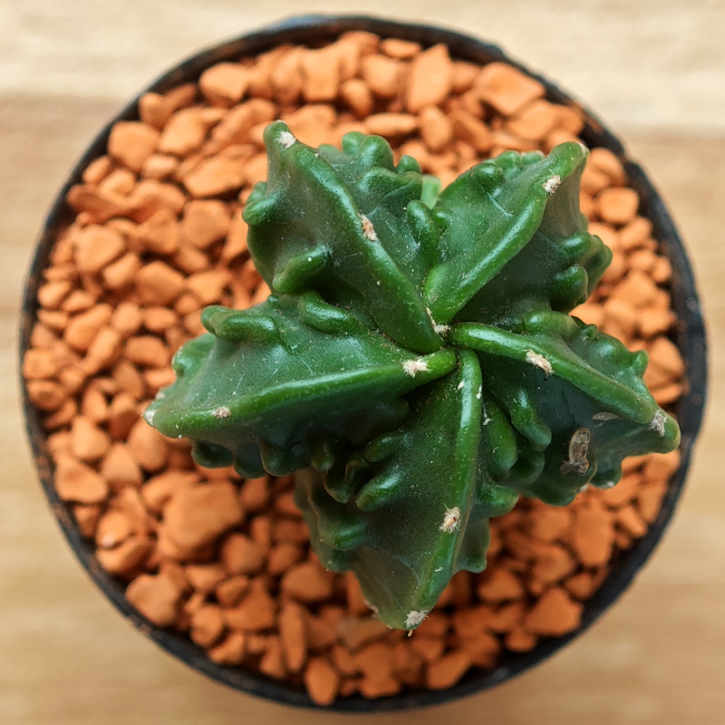0254 - Astrophytum myriostigma 'Fukuryu'