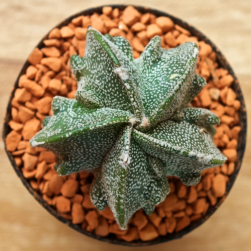 0255 - Astrophytum myriostigma 'Fukuryu'