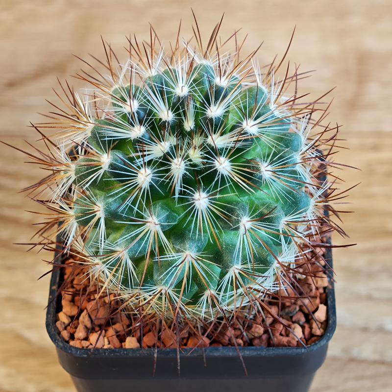 600 - Mammillaria discolor