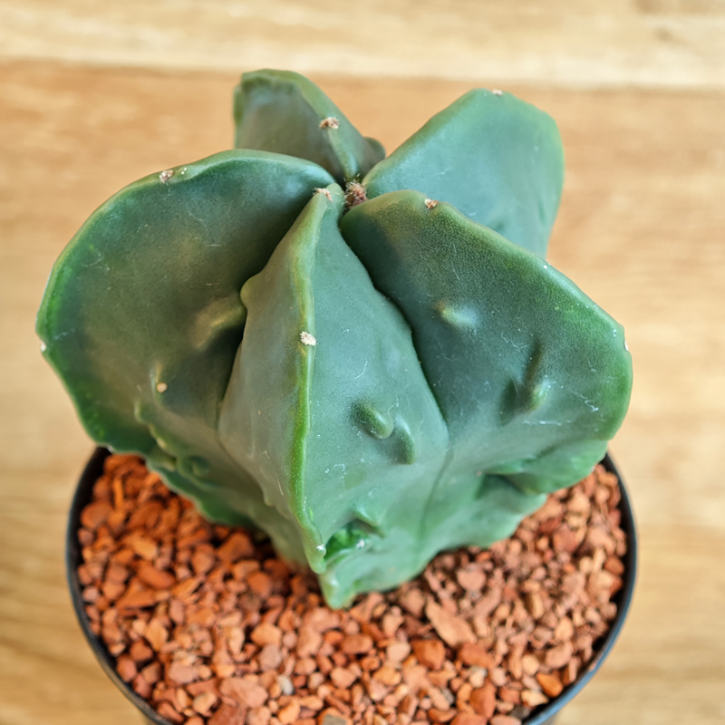 601 - Astrophytum myriostigma 'Fukuryu' f. nudum