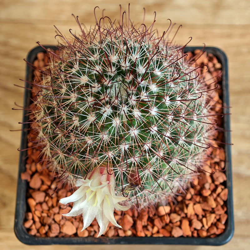 602 - Mammillaria dioica
