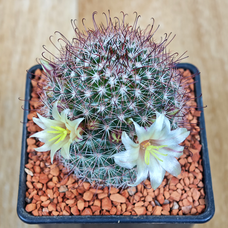 602 - Mammillaria dioica