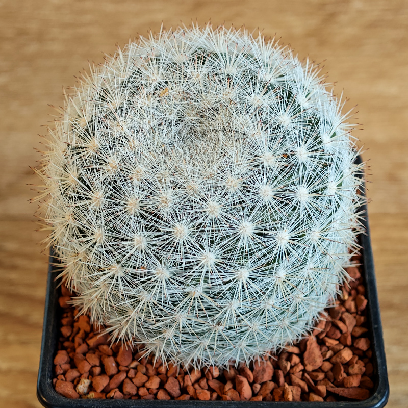 603 - Mammillaria candida