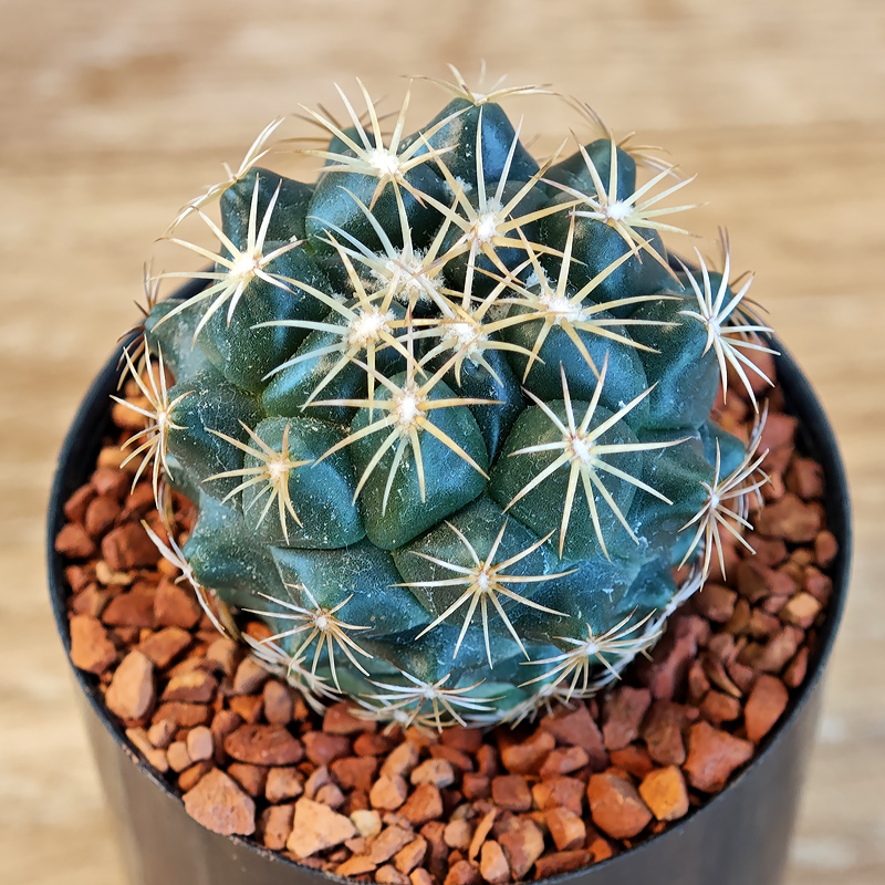 604 - Coryphantha tripugionacantha 'L1464'