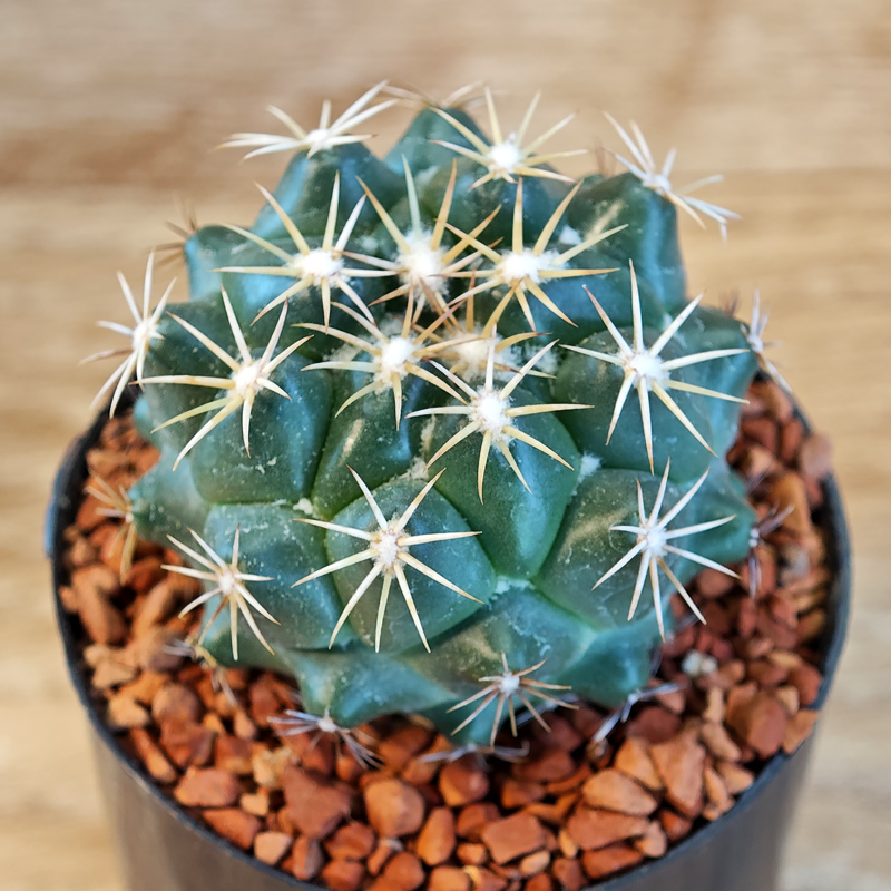 605 - Coryphantha tripugionacantha 'L1464'