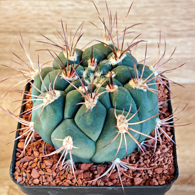 606 - Gymnocalycium saglione