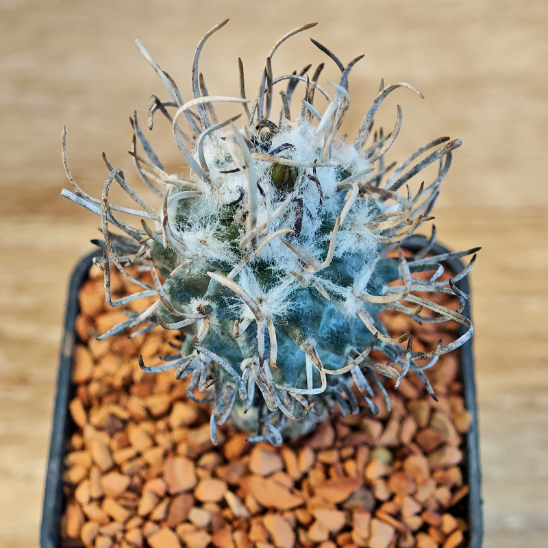 607 - Turbinicarpus flaviflorus