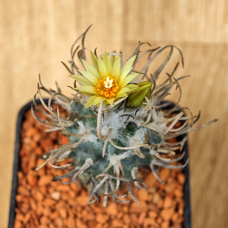 607 - Turbinicarpus flaviflorus