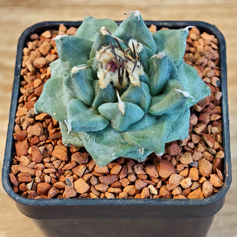 608 - Turbinicarpus alonsoi