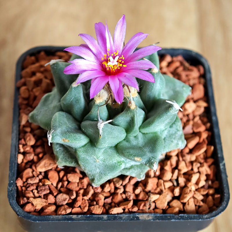 608 - Turbinicarpus alonsoi