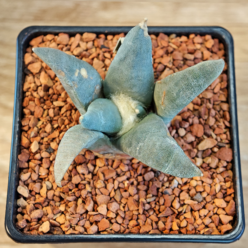 609 - Ariocarpus retusus 'Hacienda de Solis, SLP'