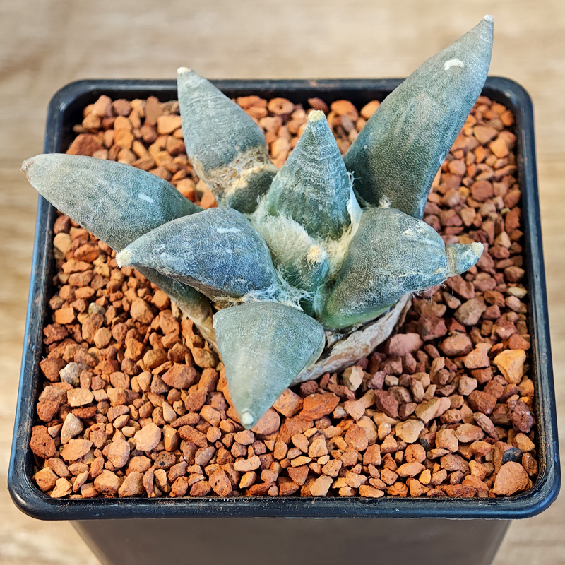 610 - Ariocarpus retusus 'San Rafael de Galeana'