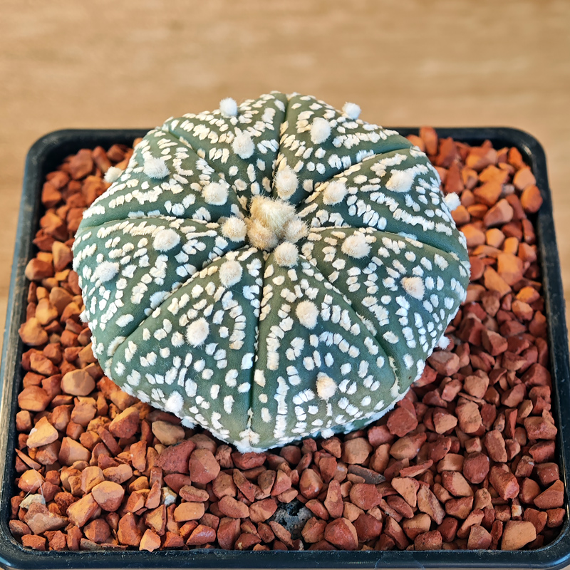 611 - Astrophytum asterias 'Super Kabuto'