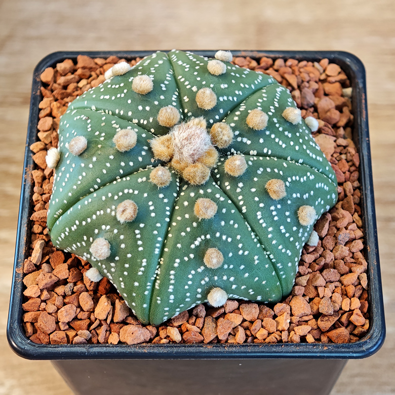 612 - Astrophytum asterias