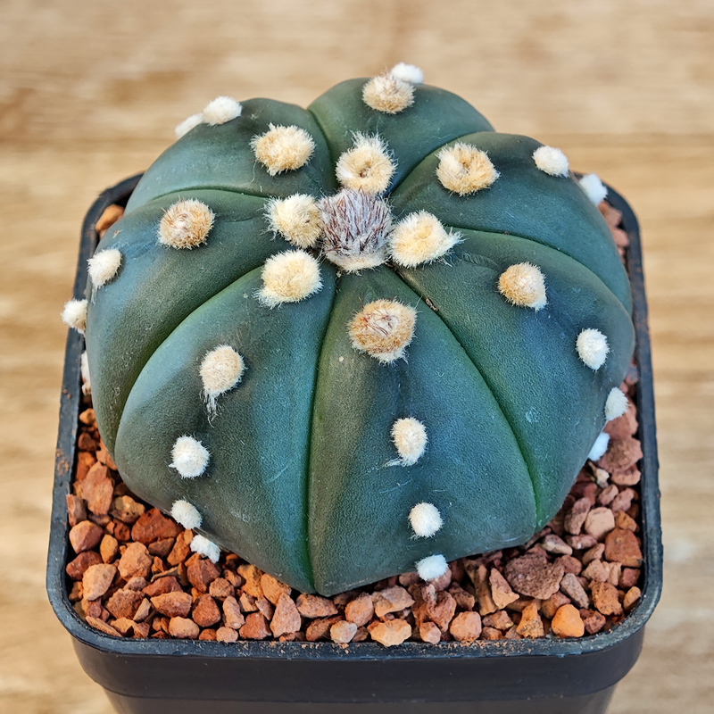 613 - Astrophytum asterias f. nudum