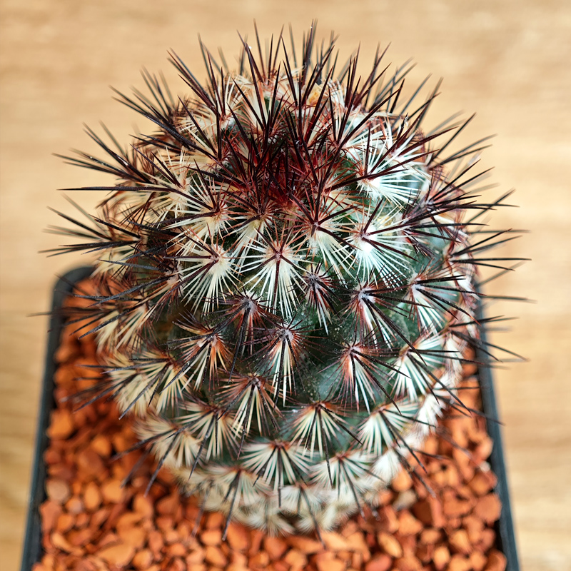 614 - Mammillaria microheliopsis 'Pico Negro'