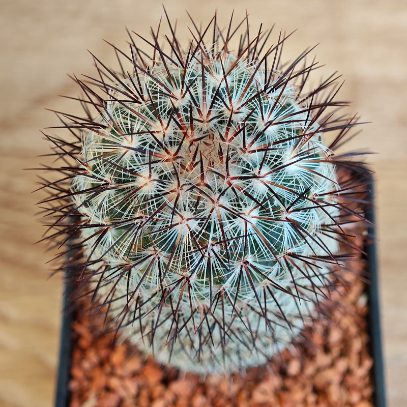 615 - Mammillaria microheliopsis