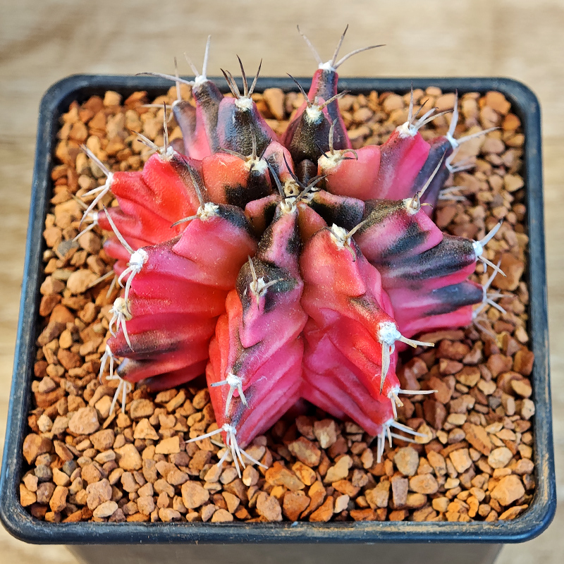 616 - Gymnocalycium mihanovichii f. variegata