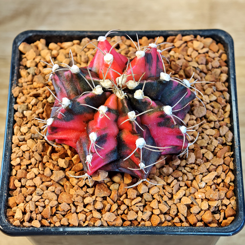 617 - Gymnocalycium mihanovichii f. variegata