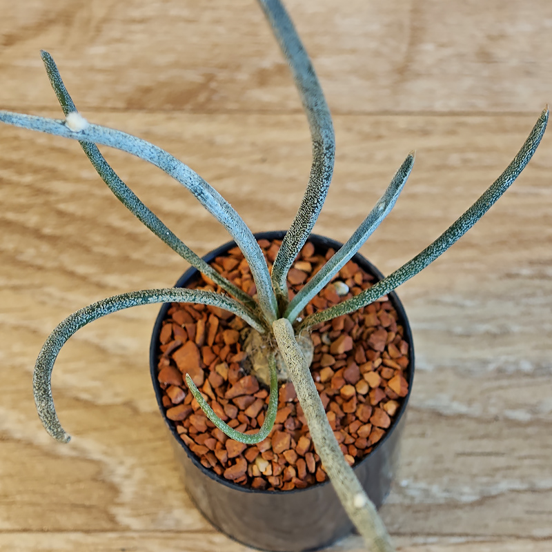 620 - Astrophytum caput-medusae