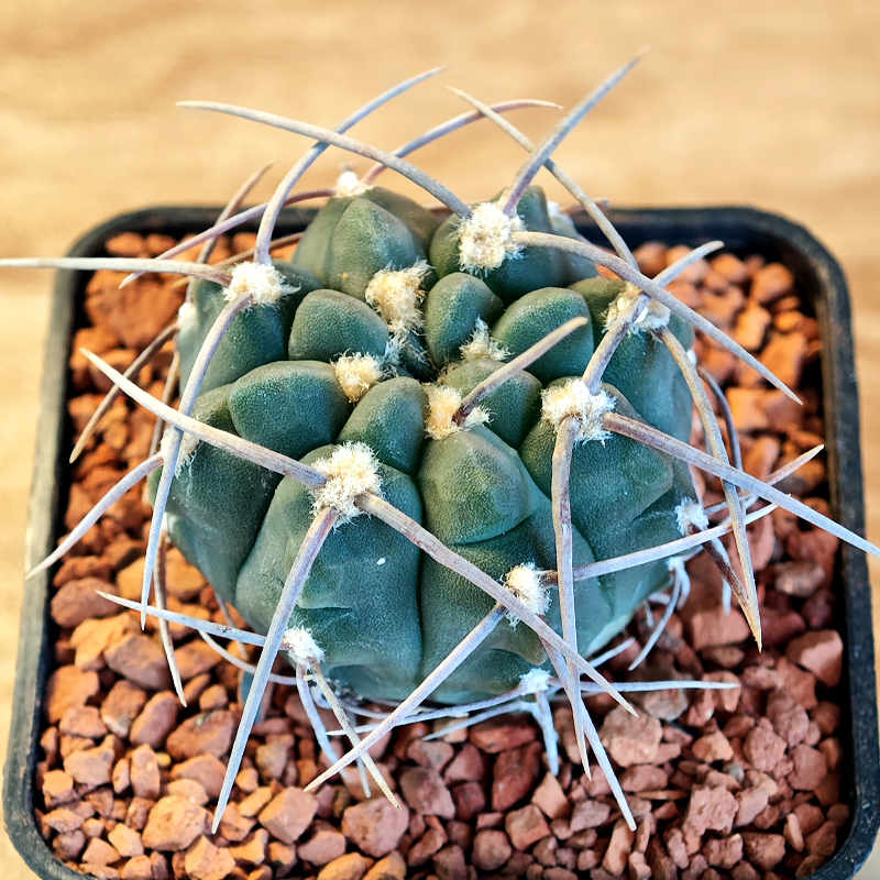 621 - Gymnocalycium vatteri