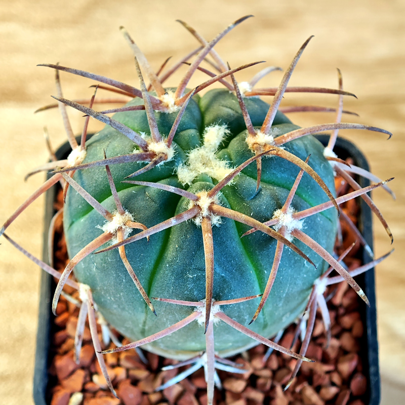 622 - Gymnocalycium spegazzinii 'LF45'