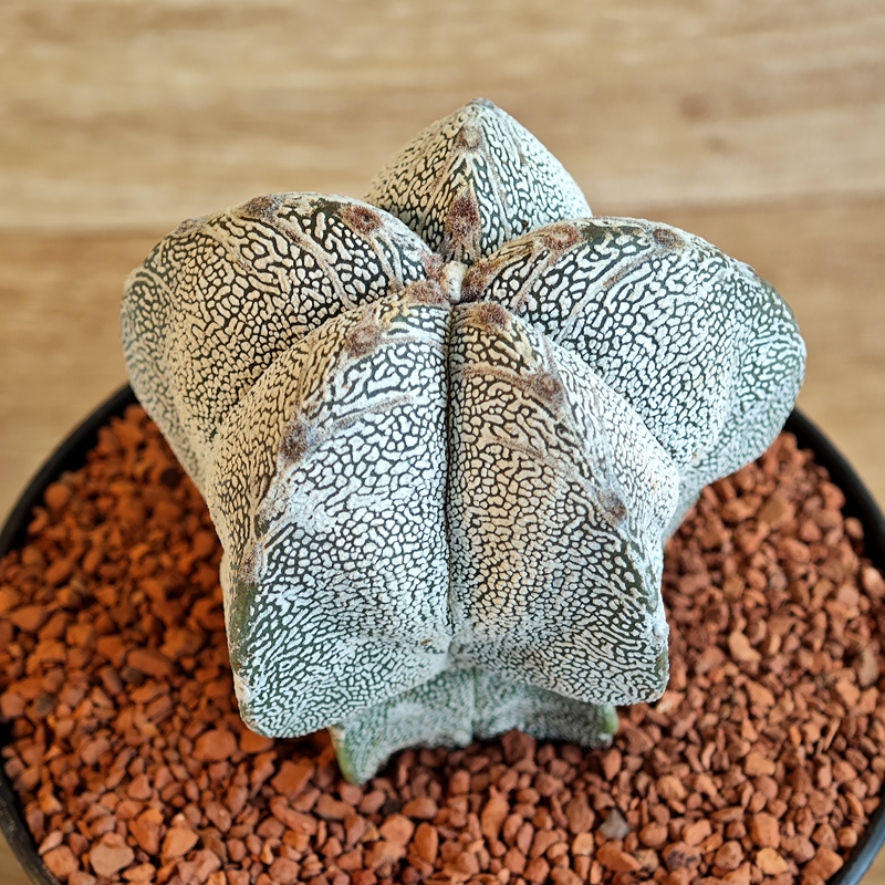 625 - Astrophytum myriostigma 'Onzuko' V-type