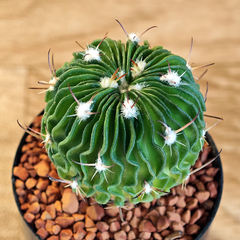 628 - Echinofossulocactus multicostatus