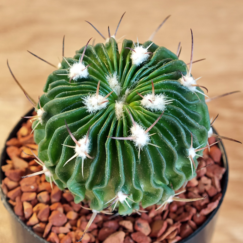 629 - Echinofossulocactus multicostatus