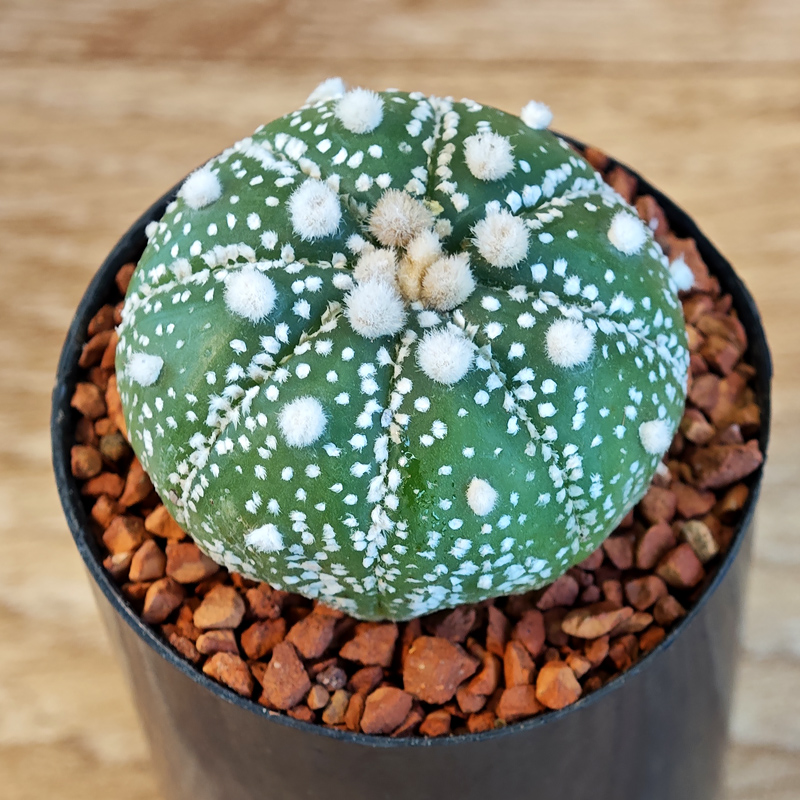 632 - Astrophytum asterias 'Super Kabuto'