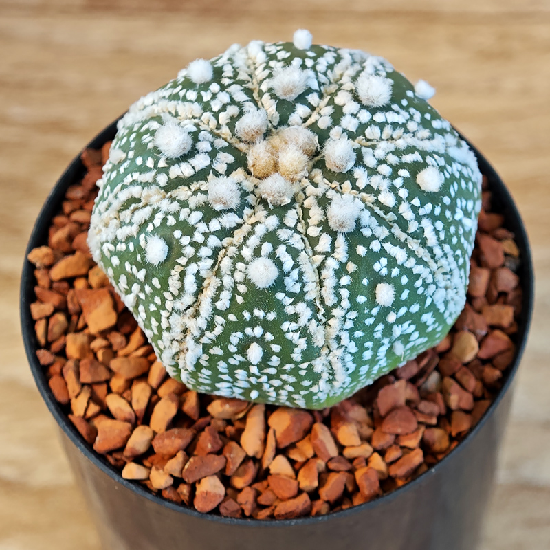 633 - Astrophytum asterias 'Super Kabuto'