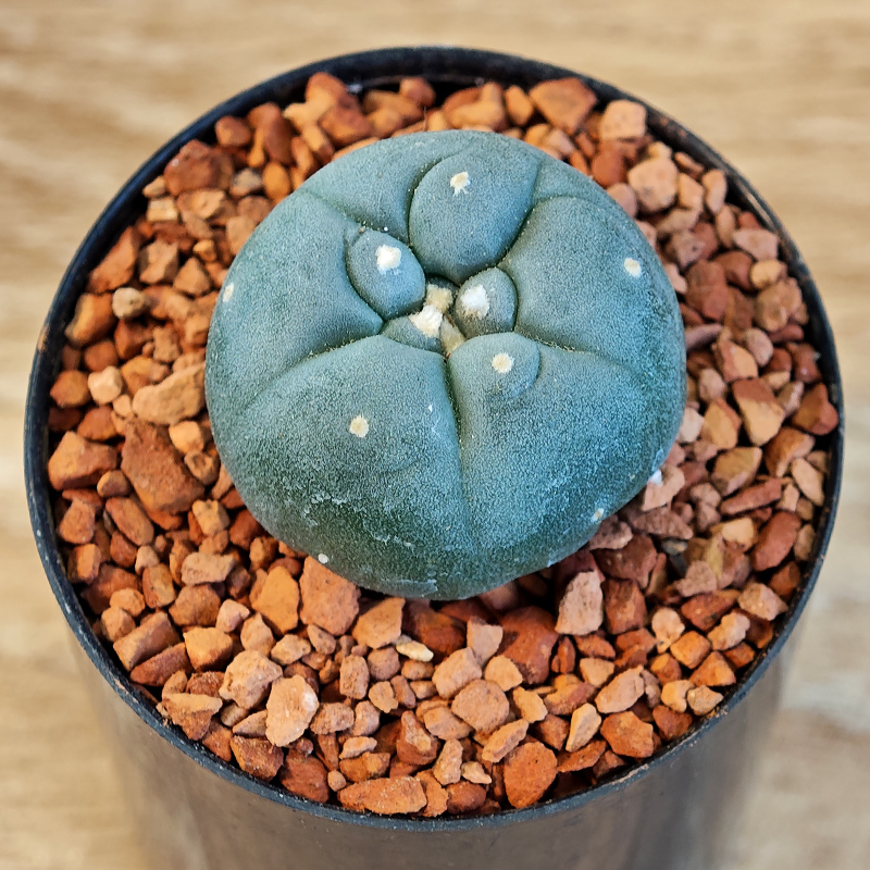 634 - Lophophora fricii