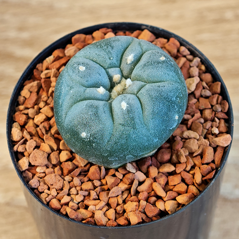 635 - Lophophora fricii