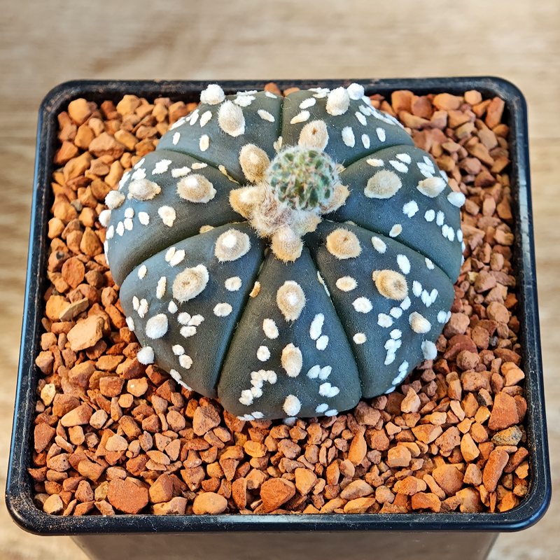 636 - Astrophytum asterias 'Super Kabuto'