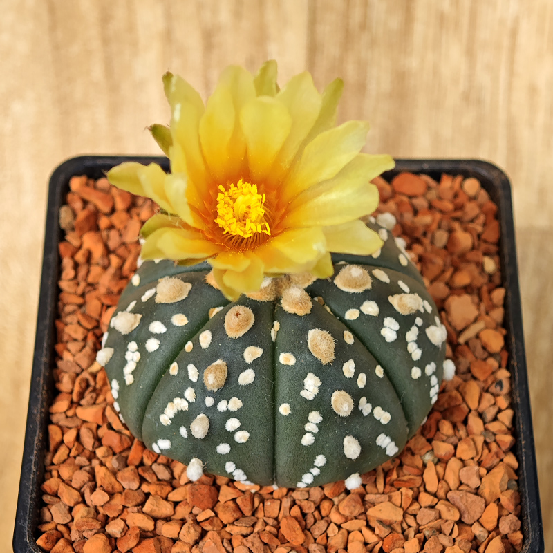 636 - Astrophytum asterias 'Super Kabuto'