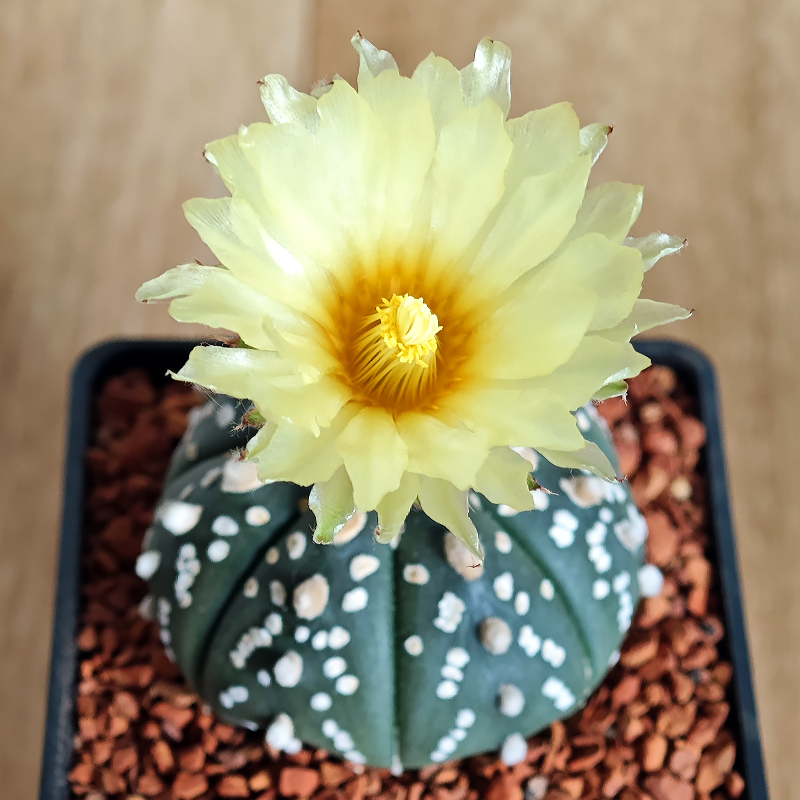 636 - Astrophytum asterias hybrid