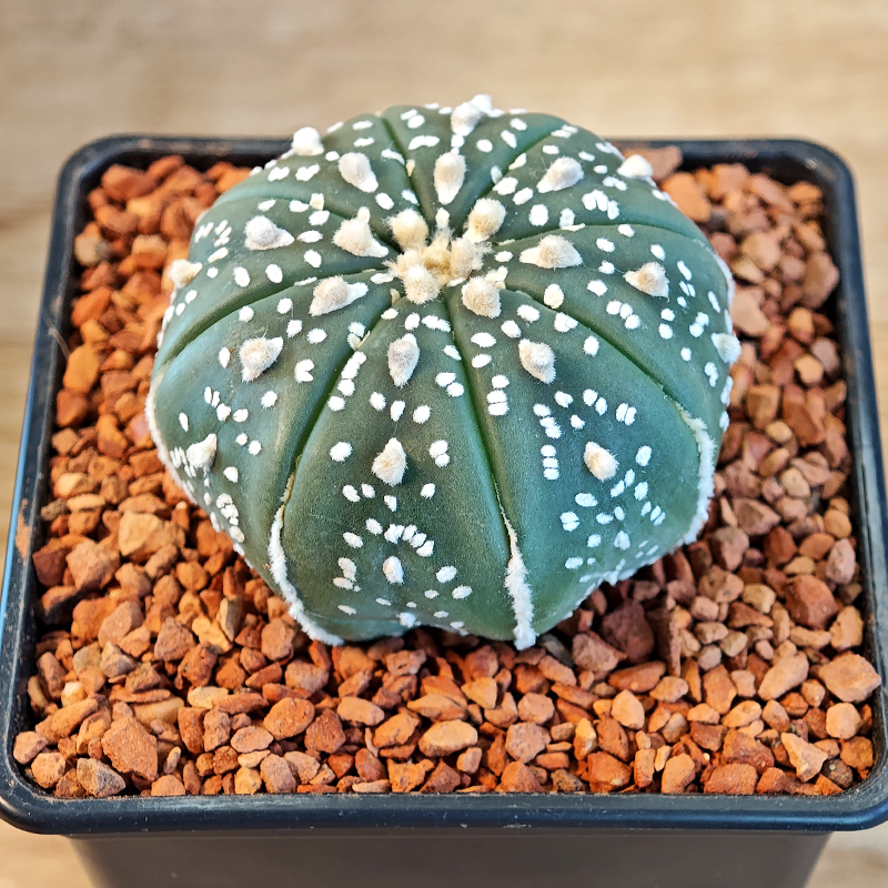 637 - Astrophytum asterias 'Super Kabuto'
