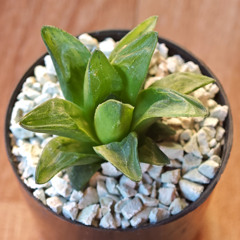638 - Haworthia retusa f. variegata