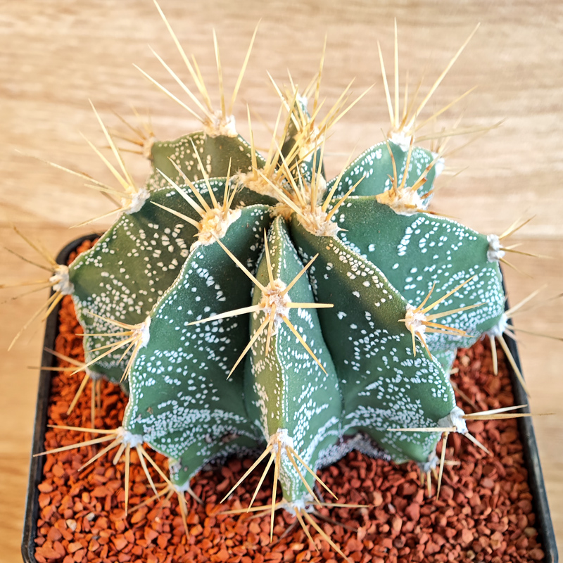 639 - Astrophytum ornatum 'Pacula-Venustiano'