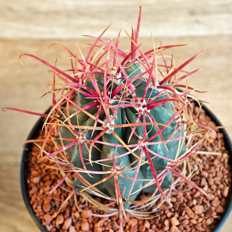 640 - Ferocactus gracilis subsp. coloratus 'BKLM 1003'
