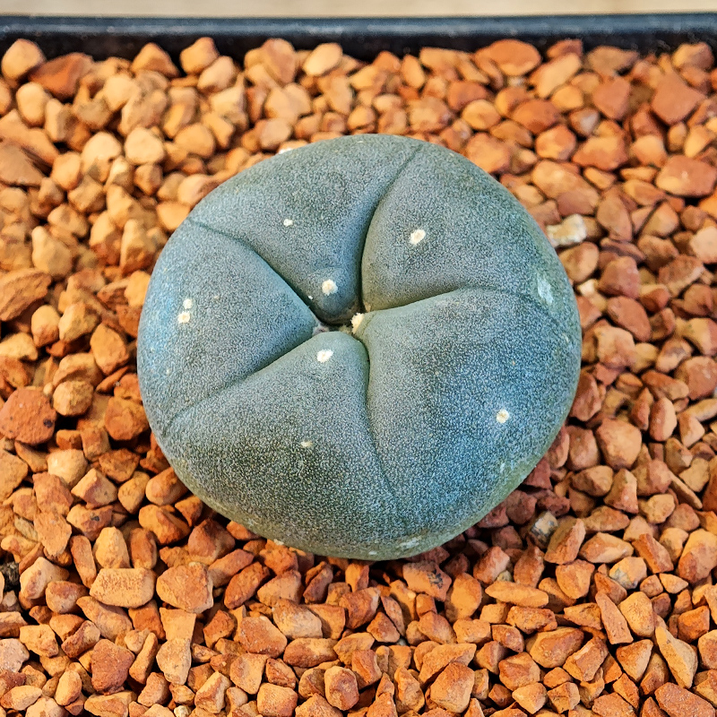 641 - Lophophora williamsii