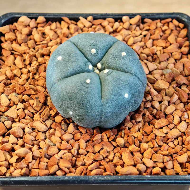 642 - Lophophora williamsii