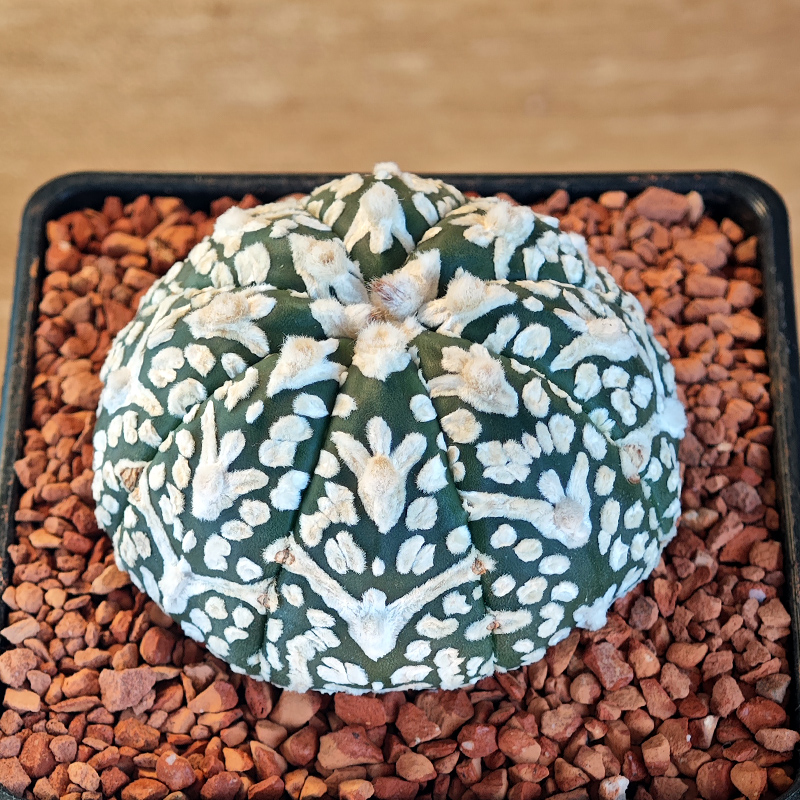 643 - Astrophytum asterias 'Super Kabuto' V-type