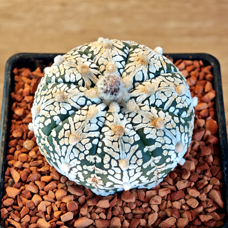 644 - Astrophytum asterias 'Super Kabuto' V-type