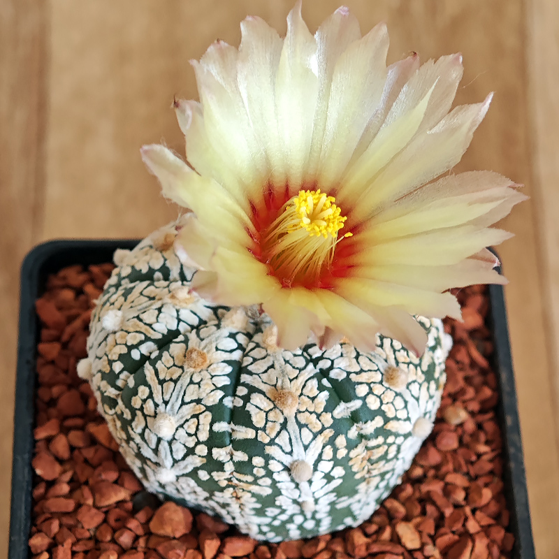 644 - Astrophytum asterias 'Super Kabuto' V-type