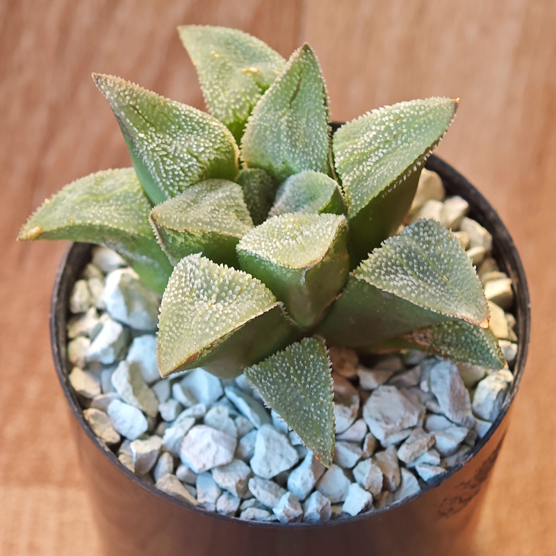 645 - Haworthia pygmaea f. cristallina