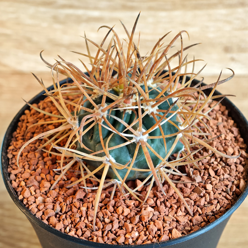 646 - Ferocactus chrysacanthus 'Isla Cedros, BC'