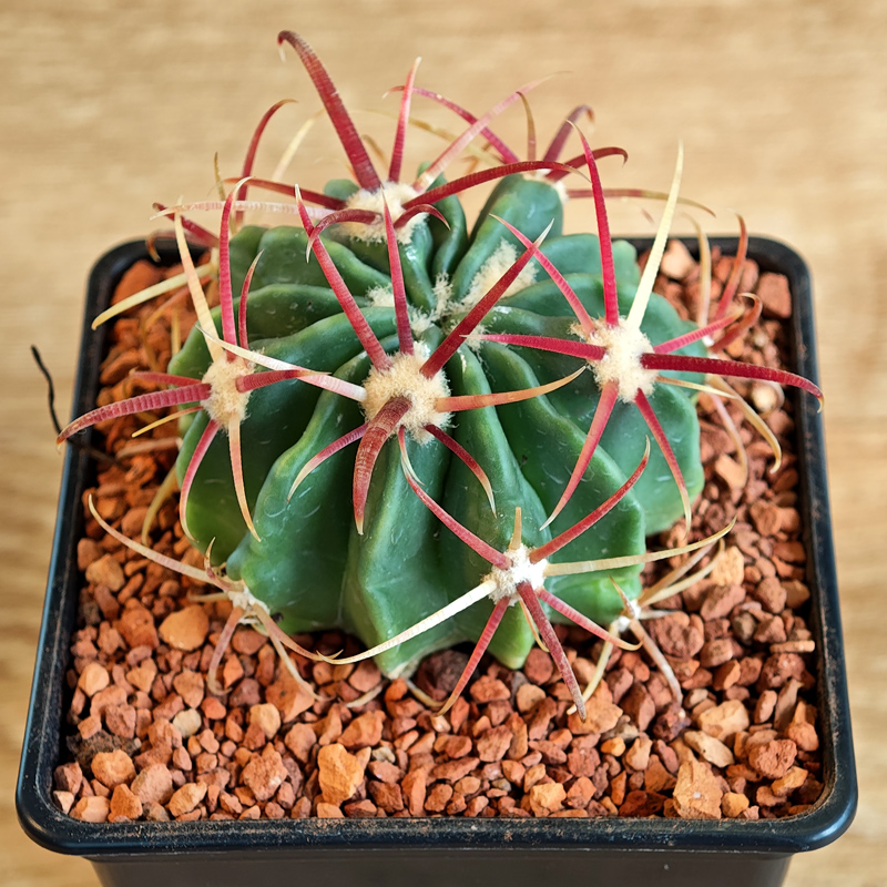 647 - Ferocactus latispinus
